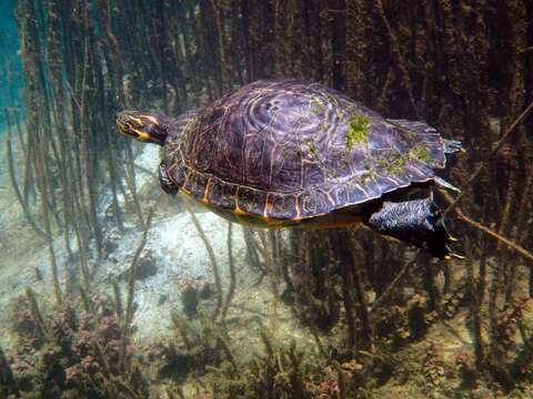 Image of Suwannee cooter