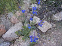 Delphinium scaposum Greene的圖片