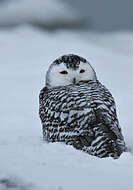 Image of Eagle-owls