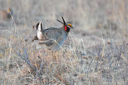 Image of prairie-chickens:  greater prairie-chicken; lesser prairie-chicken