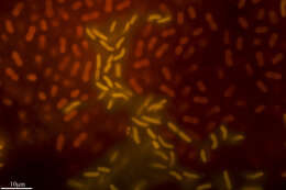 Image of Gloeobacteria