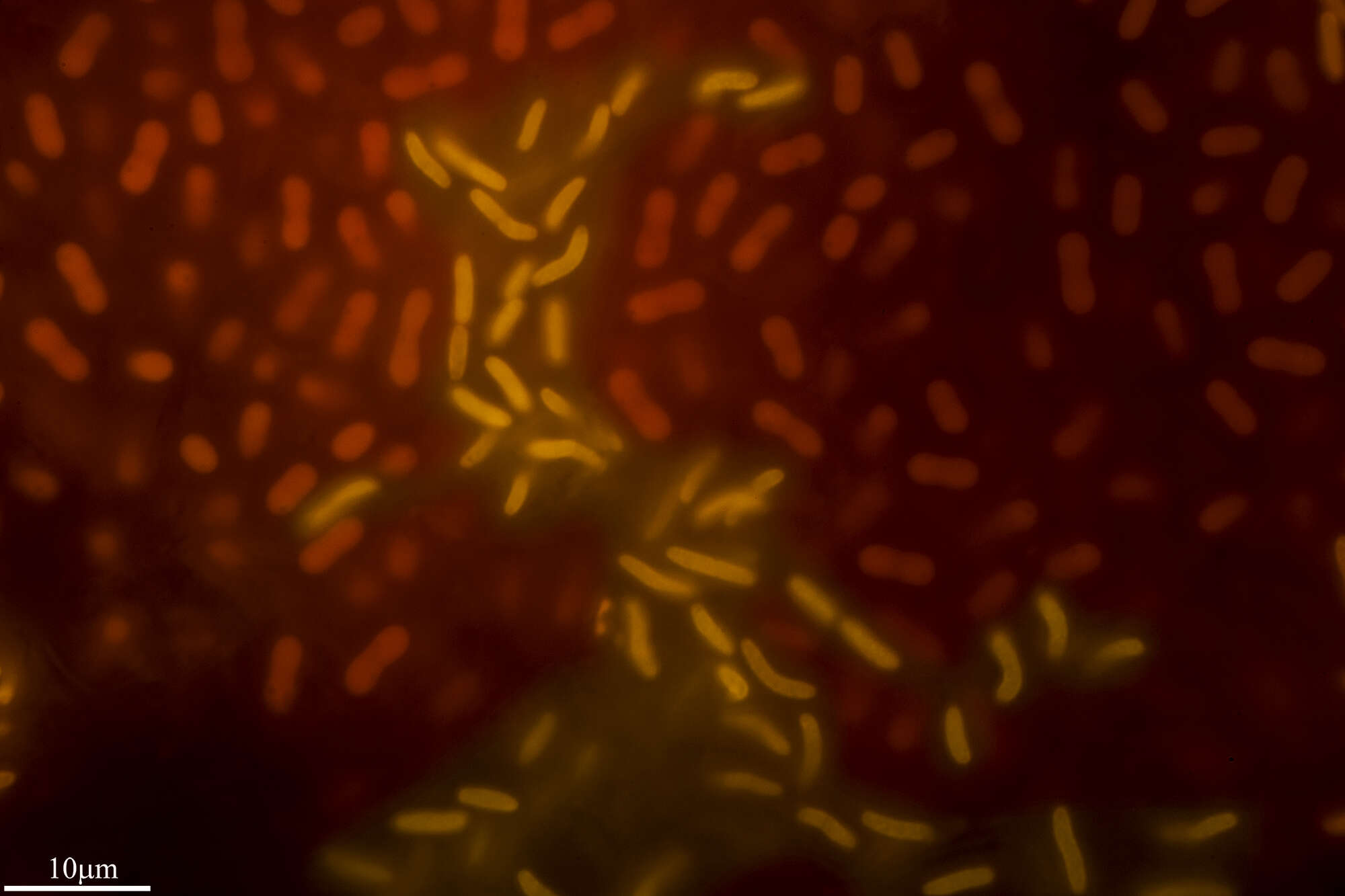 Image of Gloeobacter