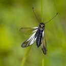 Image of Libelloides sibiricus sibiricus (Eversmann 1850)