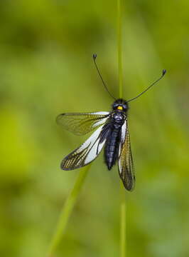 Image of Libelloides sibiricus sibiricus (Eversmann 1850)