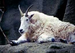 Image of mountain goat