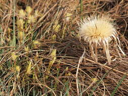 Imagem de Carex humilis Leyss.