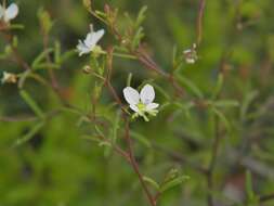 Image of slenderleaf clammyweed