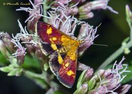 Image of Mint moth