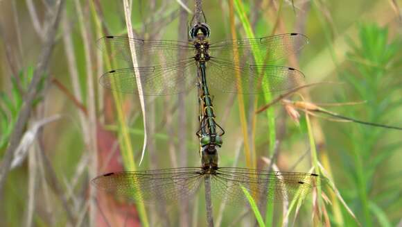 Image of Sentry Dragonfly