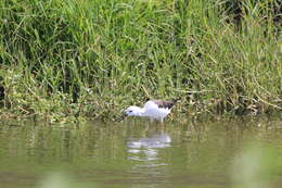 Image de echasse blanche