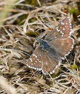 Image of skipper butterflies