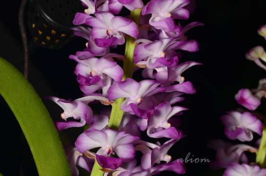 Imagem de Rhynchostylis coelestis (Rchb. fil.) A. H. Kent