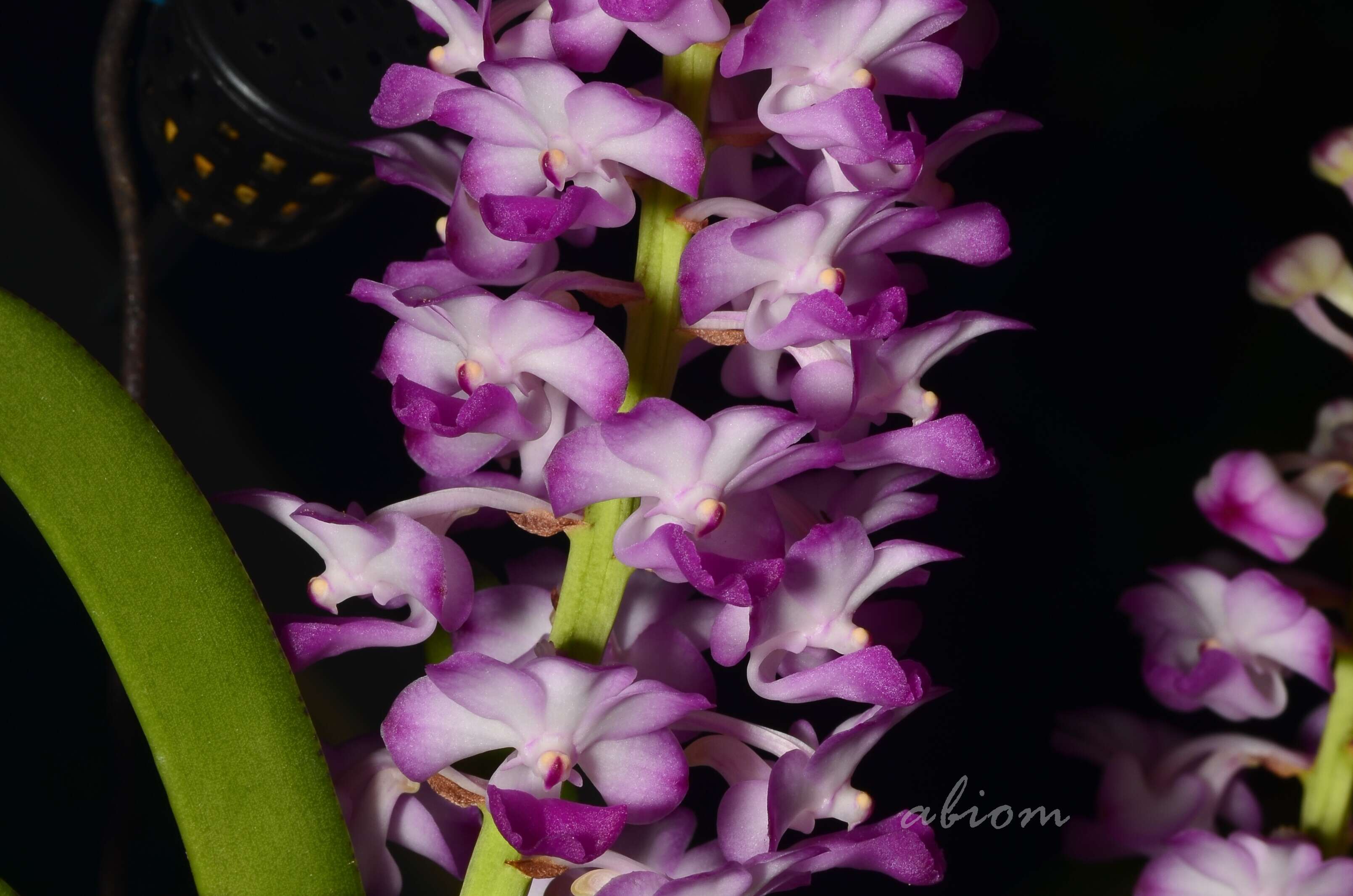 Image of Rhynchostylis