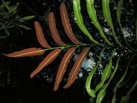 Image of leatherfern