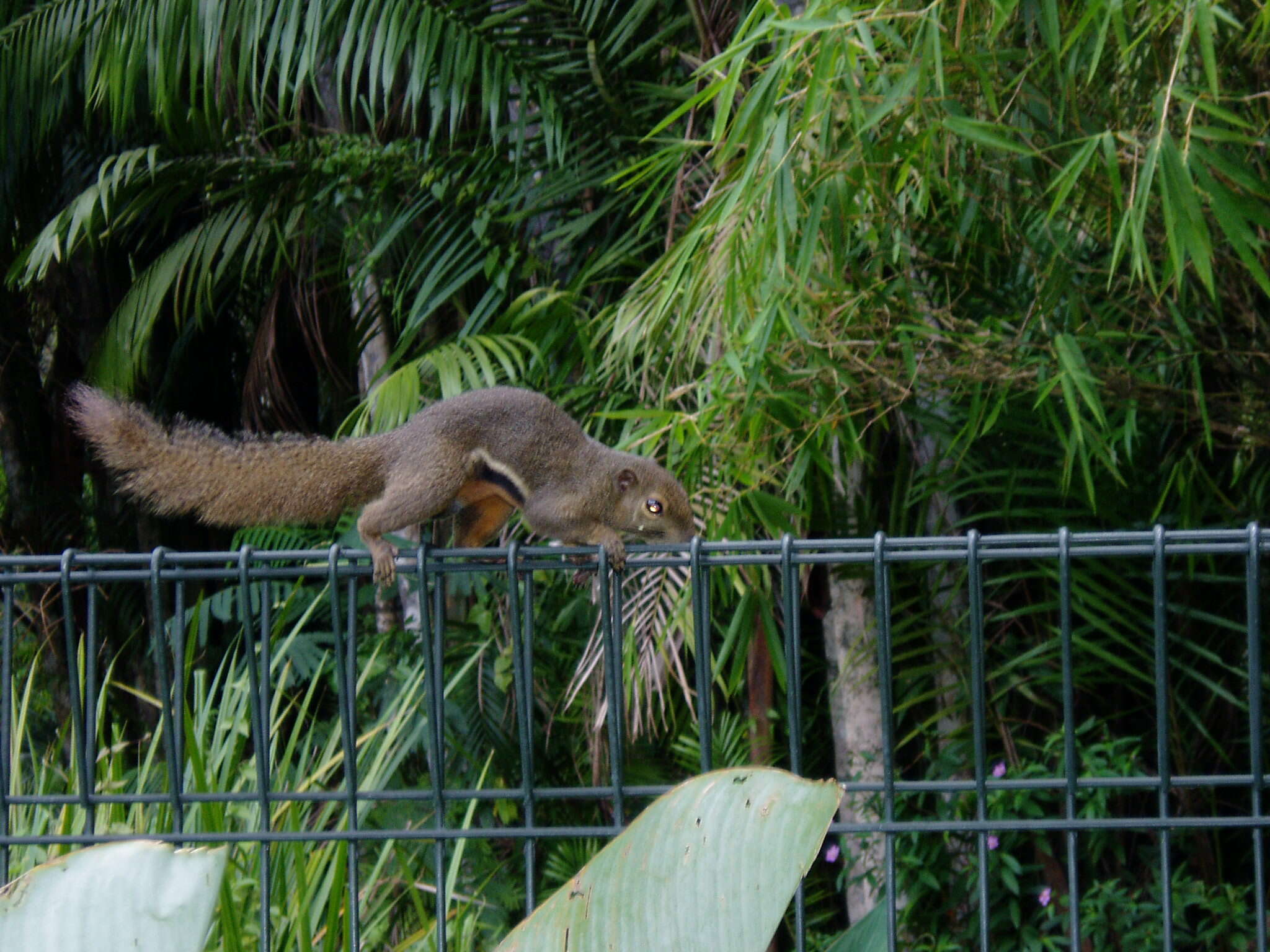 Image of Plantain Squirrel