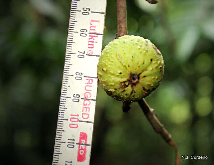 Image of Broom-cluster fig