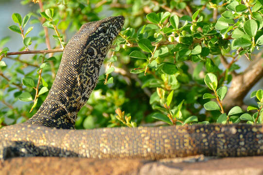 Image of Lace Monitor