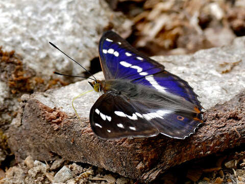 Imagem de Apatura iris Linnaeus 1758