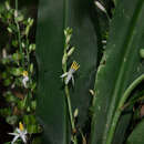 Image of Chlorophytum malayense Ridl.