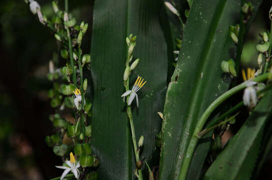 Image of Chlorophytum malayense Ridl.