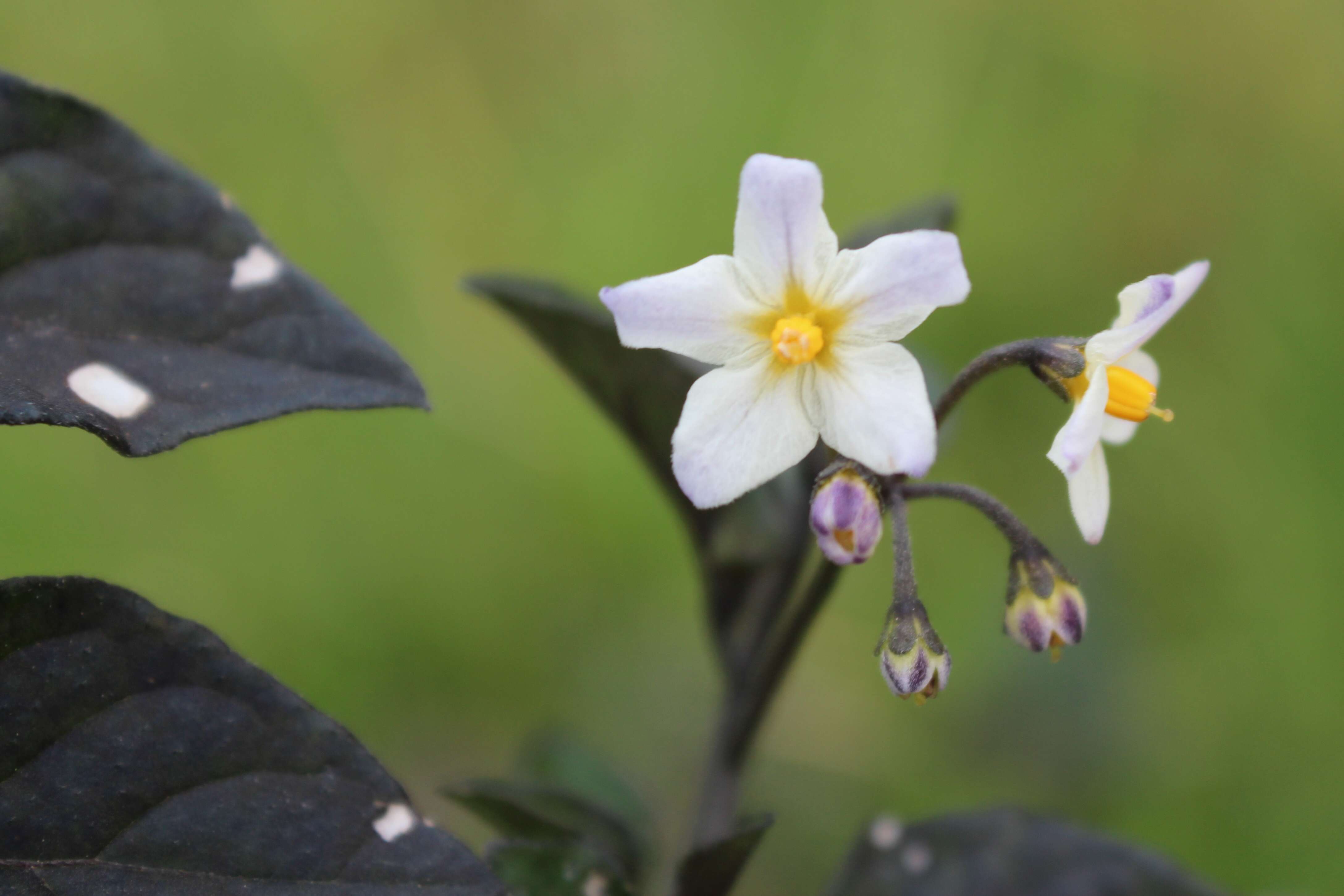 Plancia ëd Solanum nigrum L.