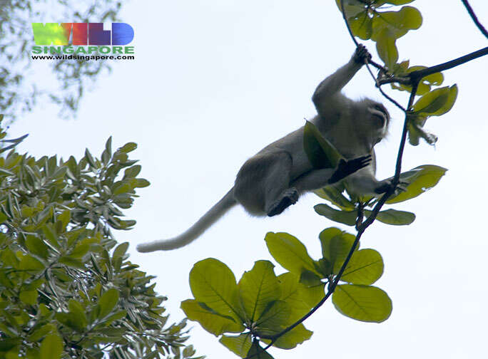 Image of macaques