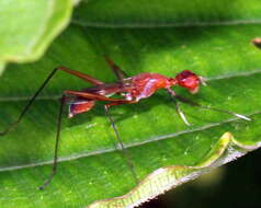 Micropezidae resmi