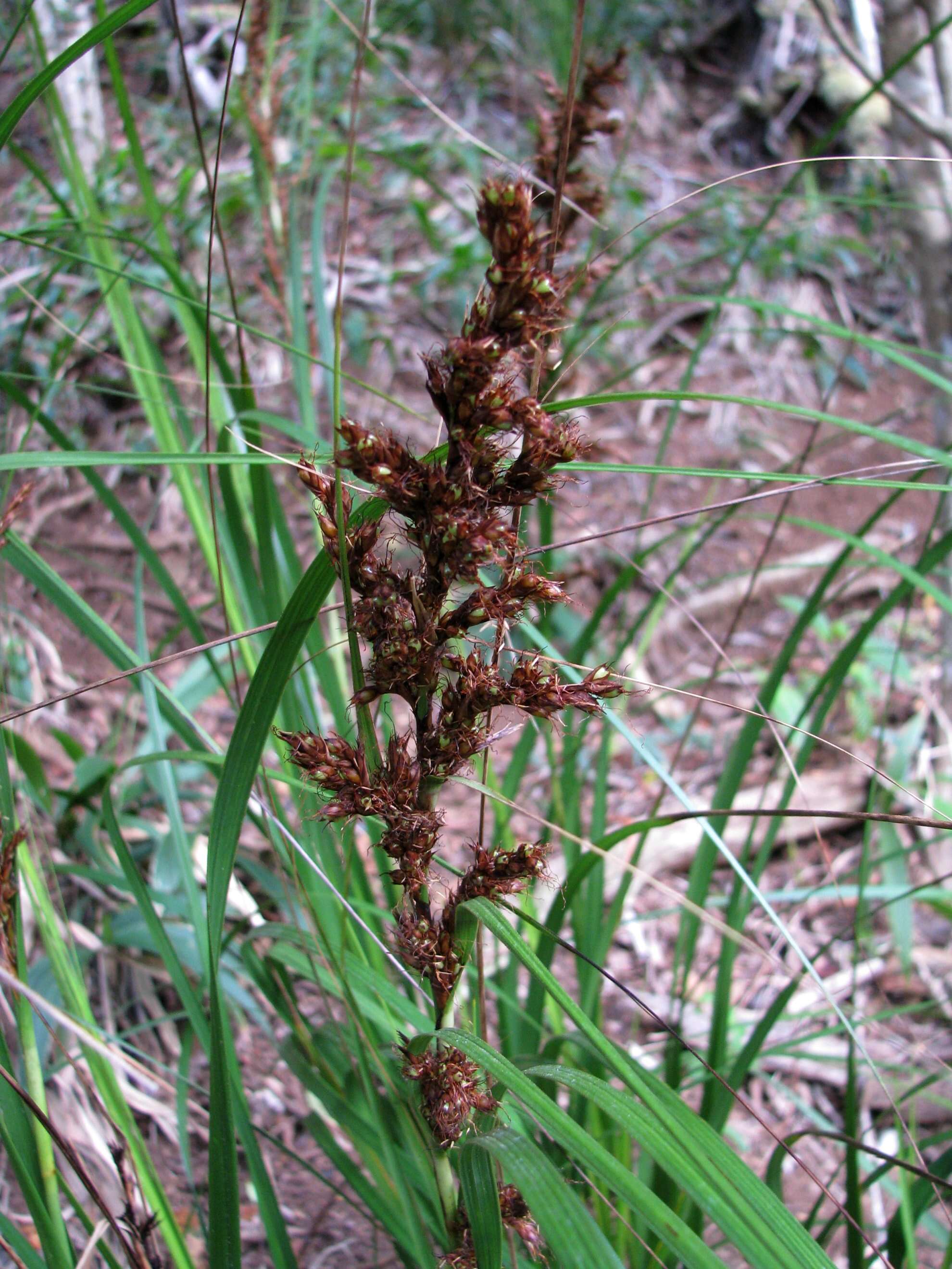 Image of forest sawsedge