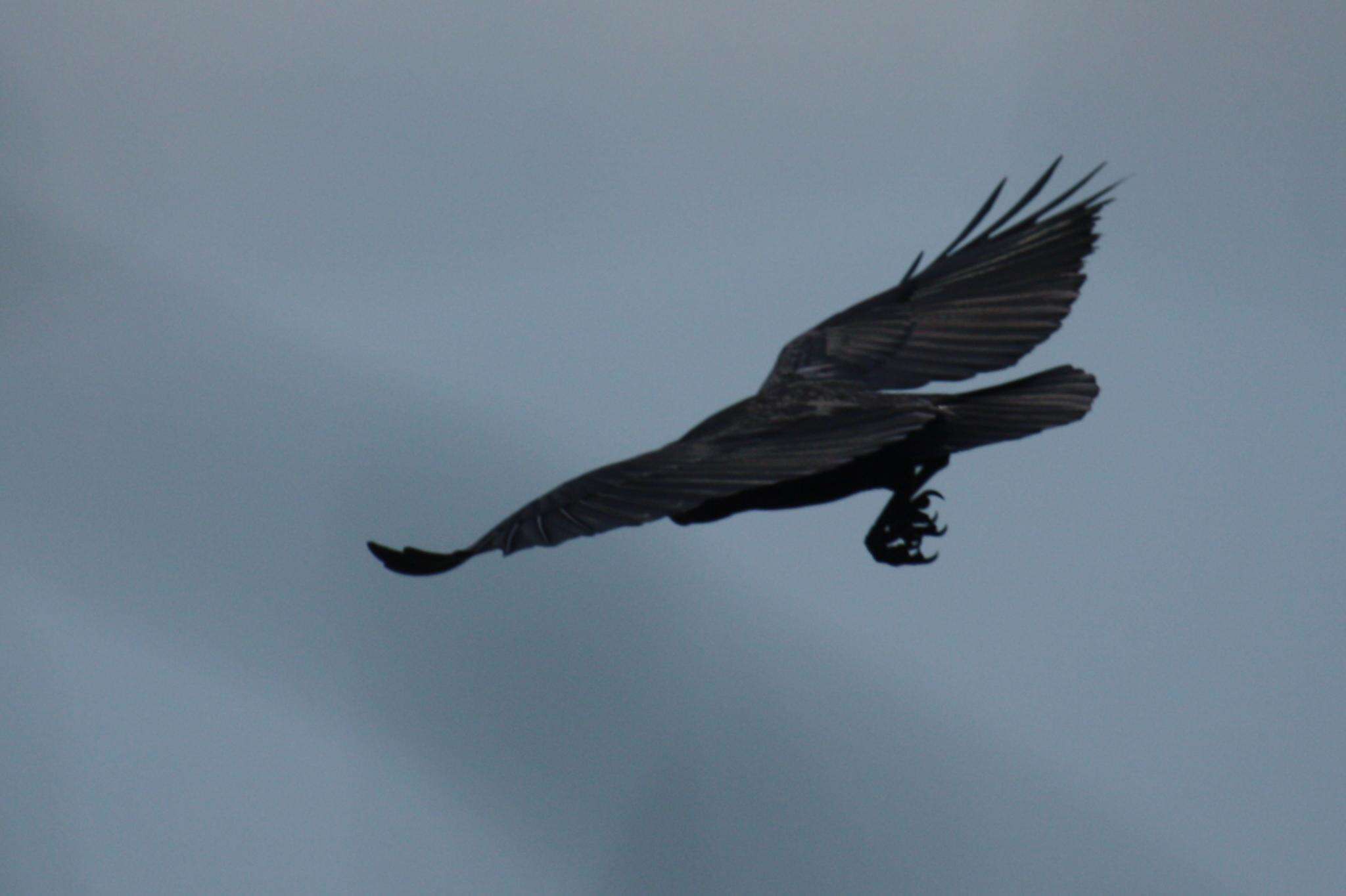 Слика од Corvus rhipidurus Hartert 1918