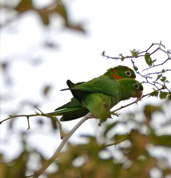 Image of Aratinga leucophthalma