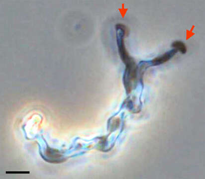 Mariprofundus ferrooxydans resmi