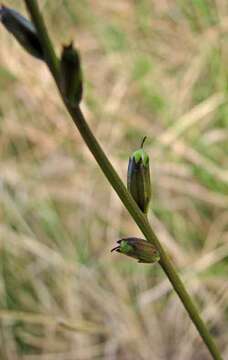 Image of Buchnera ciliata Pennell