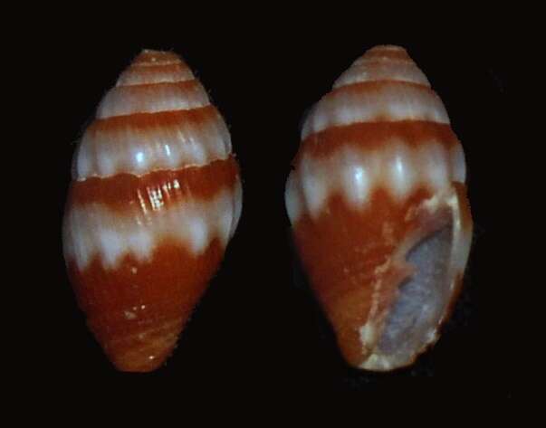 Imagem de Turbinelloidea Rafinesque 1815