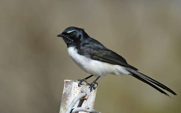 Image of Willie Wagtail