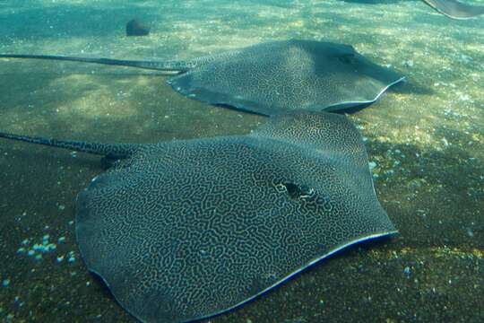 Image of Honeycomb Stingray