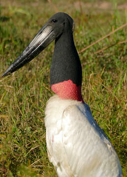 Image of Jabiru Hellmayr 1906