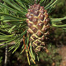 Sivun Pinus contorta var. contorta kuva