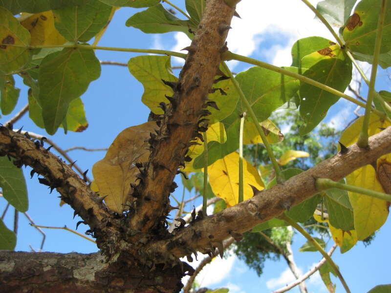 Plancia ëd Erythrina haerdii Verdc.