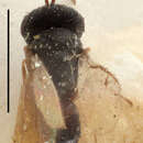 Image of Psilocera punctifrons (Thomson 1878)