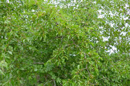 Image of jujube