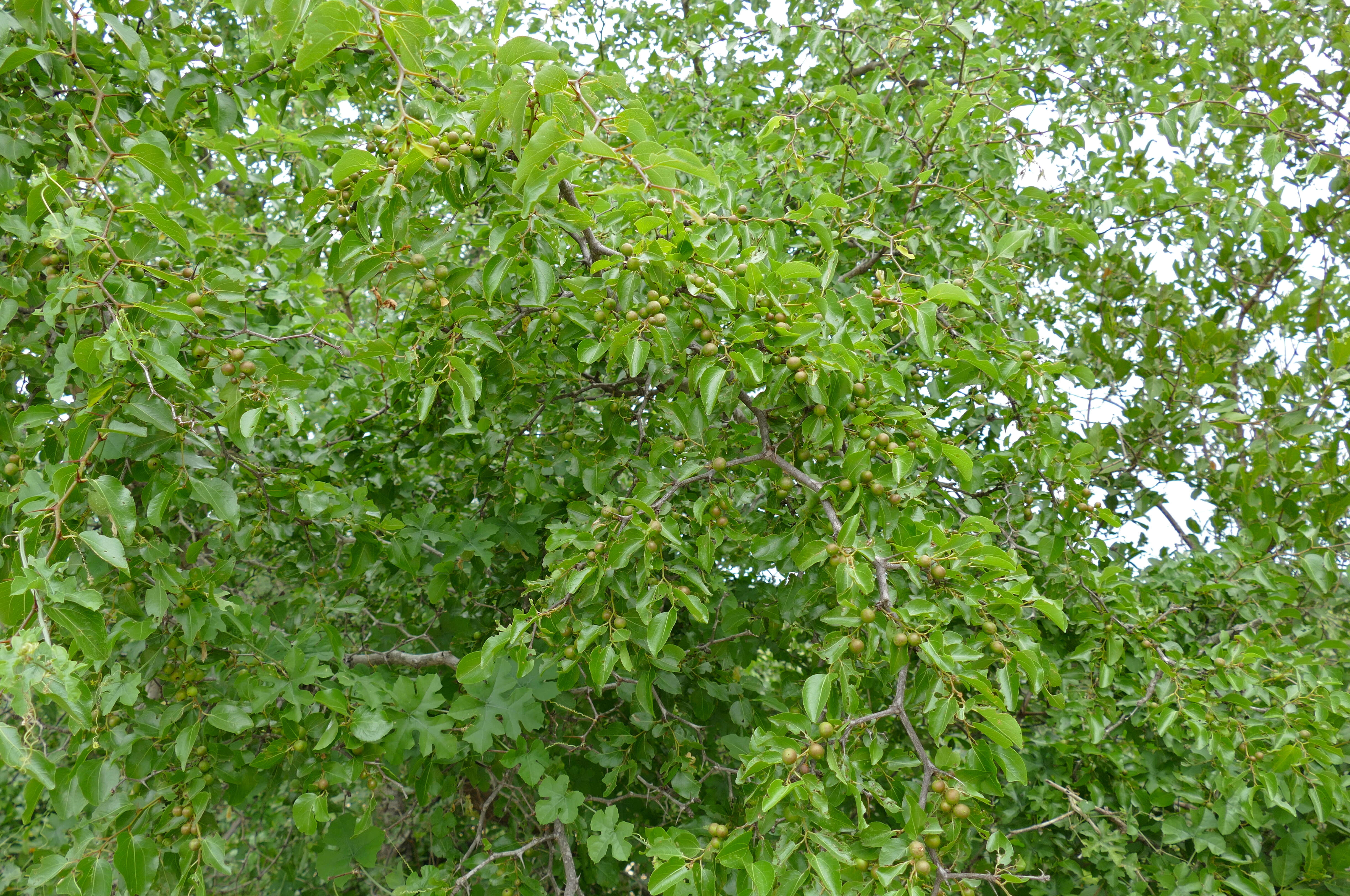 Image of jujube