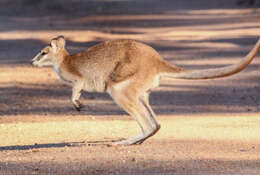 Image of wallaby