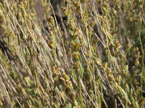 Image of black sagebrush