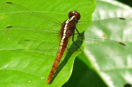 Image of Rhodothemis Ris 1909