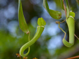 Image of Nepenthes albomarginata T. Lobb ex Lindl.