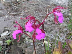 Image de Cattleya elongata Barb. Rodr.