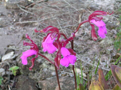 صورة Cattleya elongata Barb. Rodr.