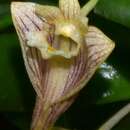 Plancia ëd Dendrobium pachyphyllum (Kuntze) Bakh. fil.