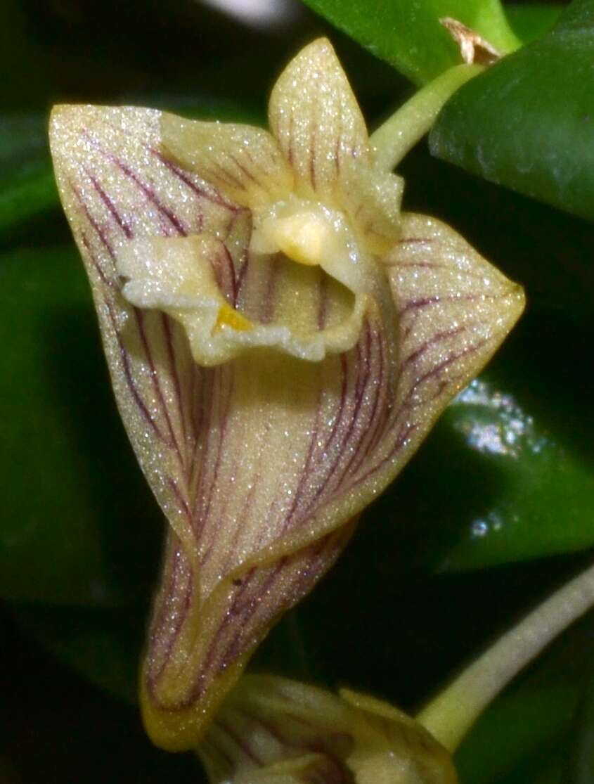 Image of Dendrobium pachyphyllum (Kuntze) Bakh. fil.