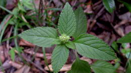 Image of bushmint